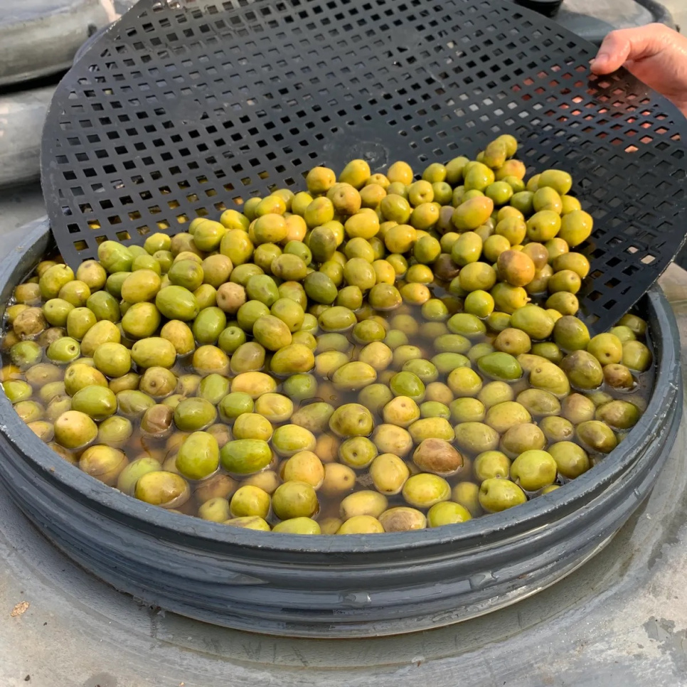 Oliver, Manzanilla, 2.5kg - Bernal