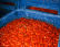 San Marzano tomatoes DOP, 420g - Casa Marrazzo San Marzano tomatoes DOP, 420g - Casa Marrazzo