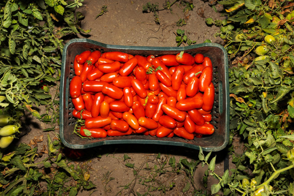 San Marzano tomatoes DOP, 2560g - Casa Marrazzo