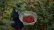 Sichuanpeper, QingXi, 15 g - The Pepper Quest