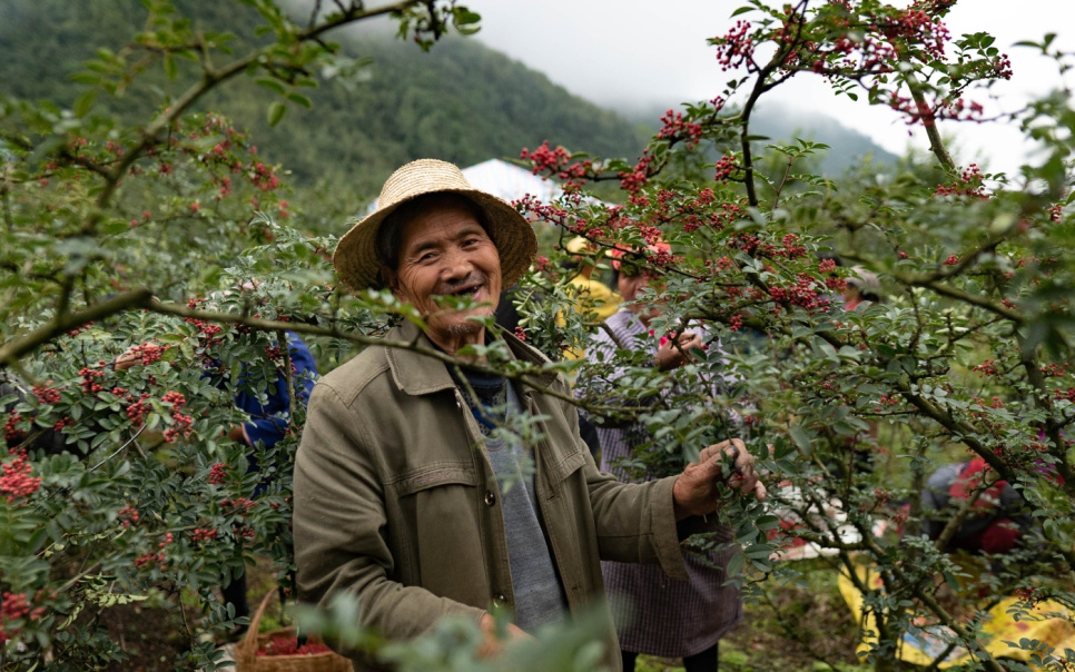 Sichuanpeper, QingXi, 15 g - The Pepper Quest