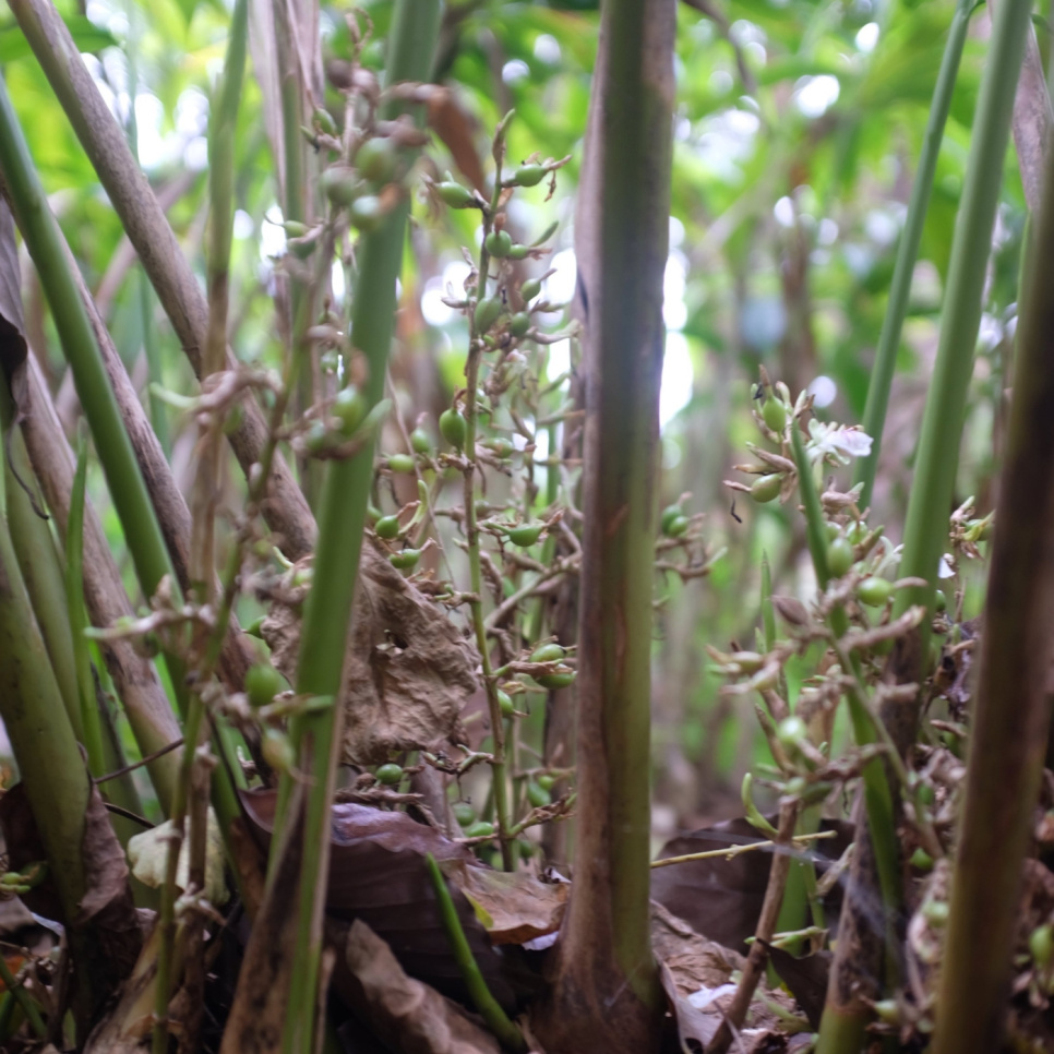 Groene Kardemom, Knuckles Mountain, 25 g - The Pepper Quest