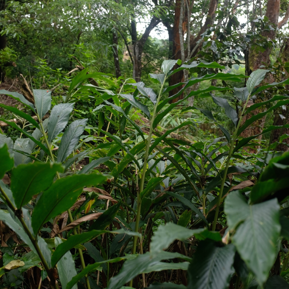 Groene Kardemom, Knuckles Mountain, 25 g - The Pepper Quest