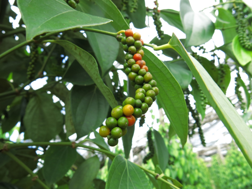 Peper, Late Oogst, Phu Quoc, 40 g - The Pepper Quest