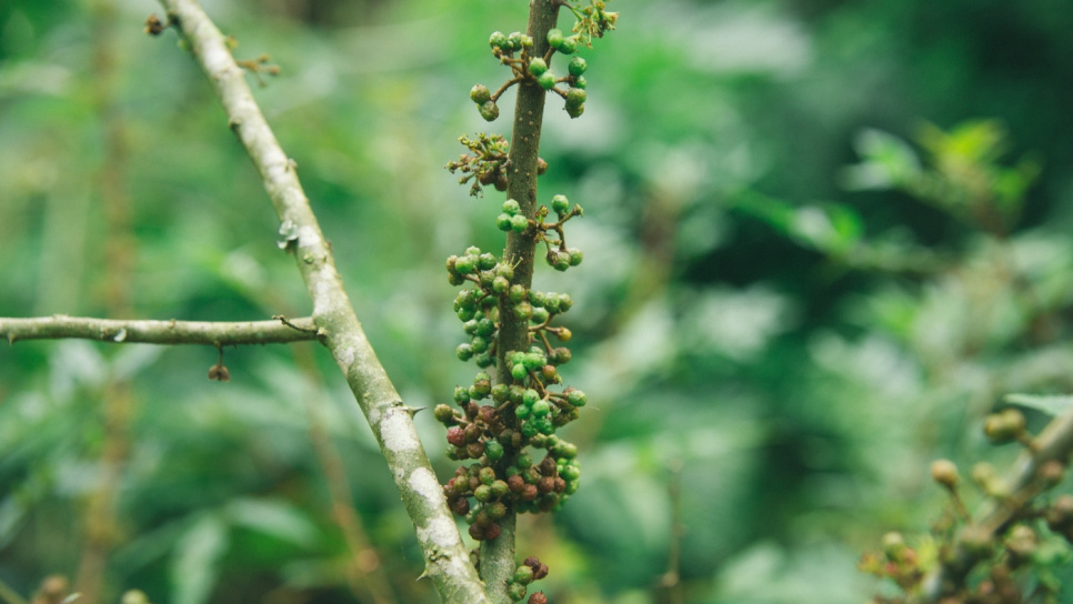 Peper, Andaliman, Batak, 15 g - The Pepper Quest