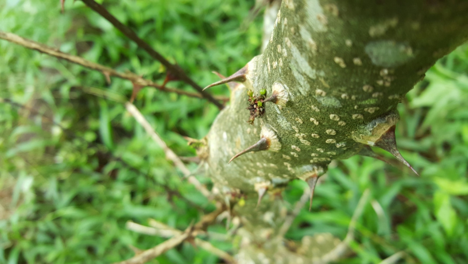 Peper, Andaliman, Batak, 15 g - The Pepper Quest