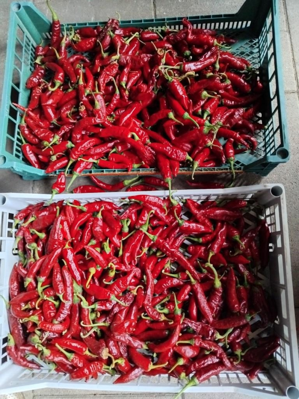 Paprikapoeder, Szegedi, 40 g - The Pepper Quest