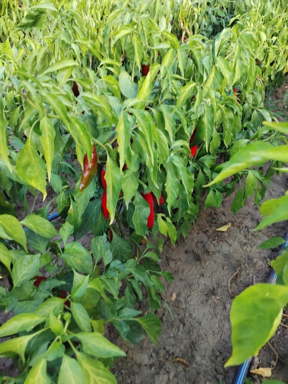 Paprikapoeder, Szegedi, 40 g - The Pepper Quest